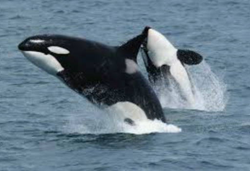Orca and baby