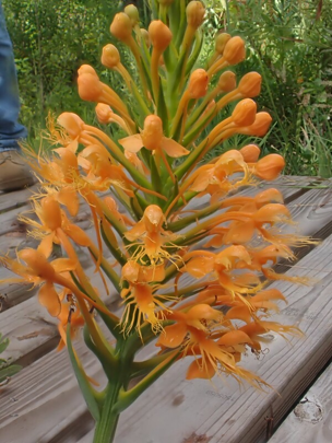 Chapmans orchid