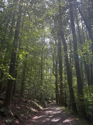 Nolde State Forest