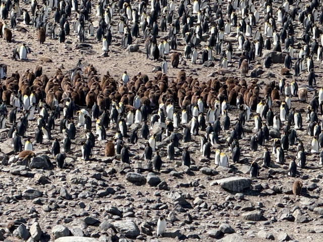 Penquins