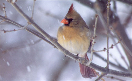 female cardinal