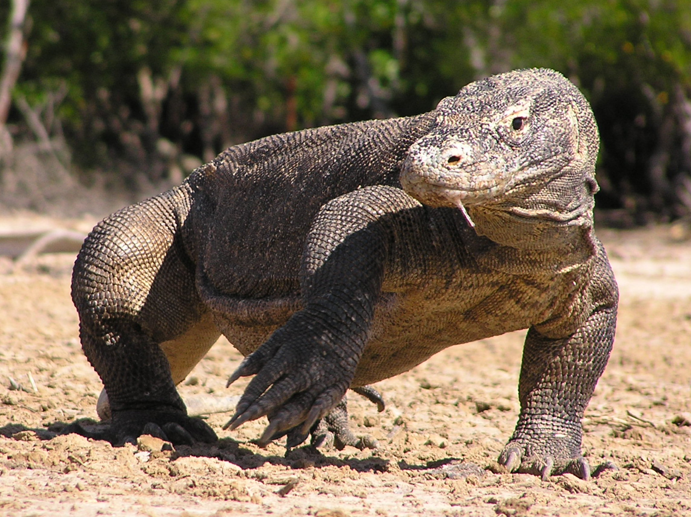 Komodo Dragon on Komodo Island