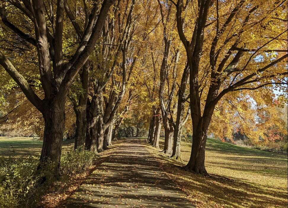 Autumn leaves of Vancouver Lake