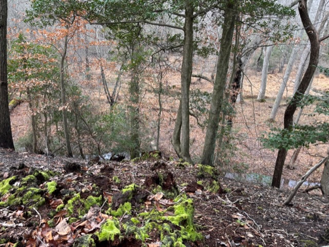 Jug Bay Natural Area with stream below seen through trees and bright green moss in the foreground