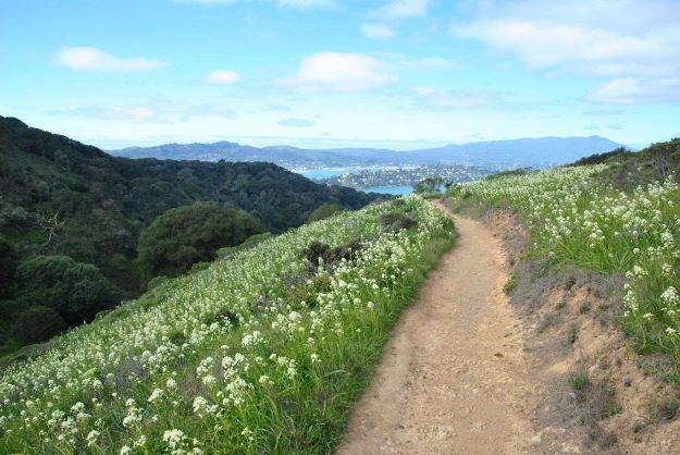 View from a trail on Angel Island.