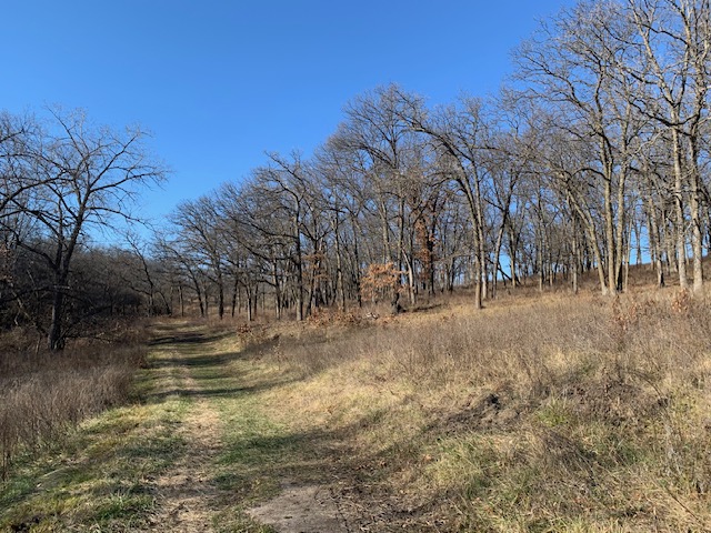 Image of trails in the forest