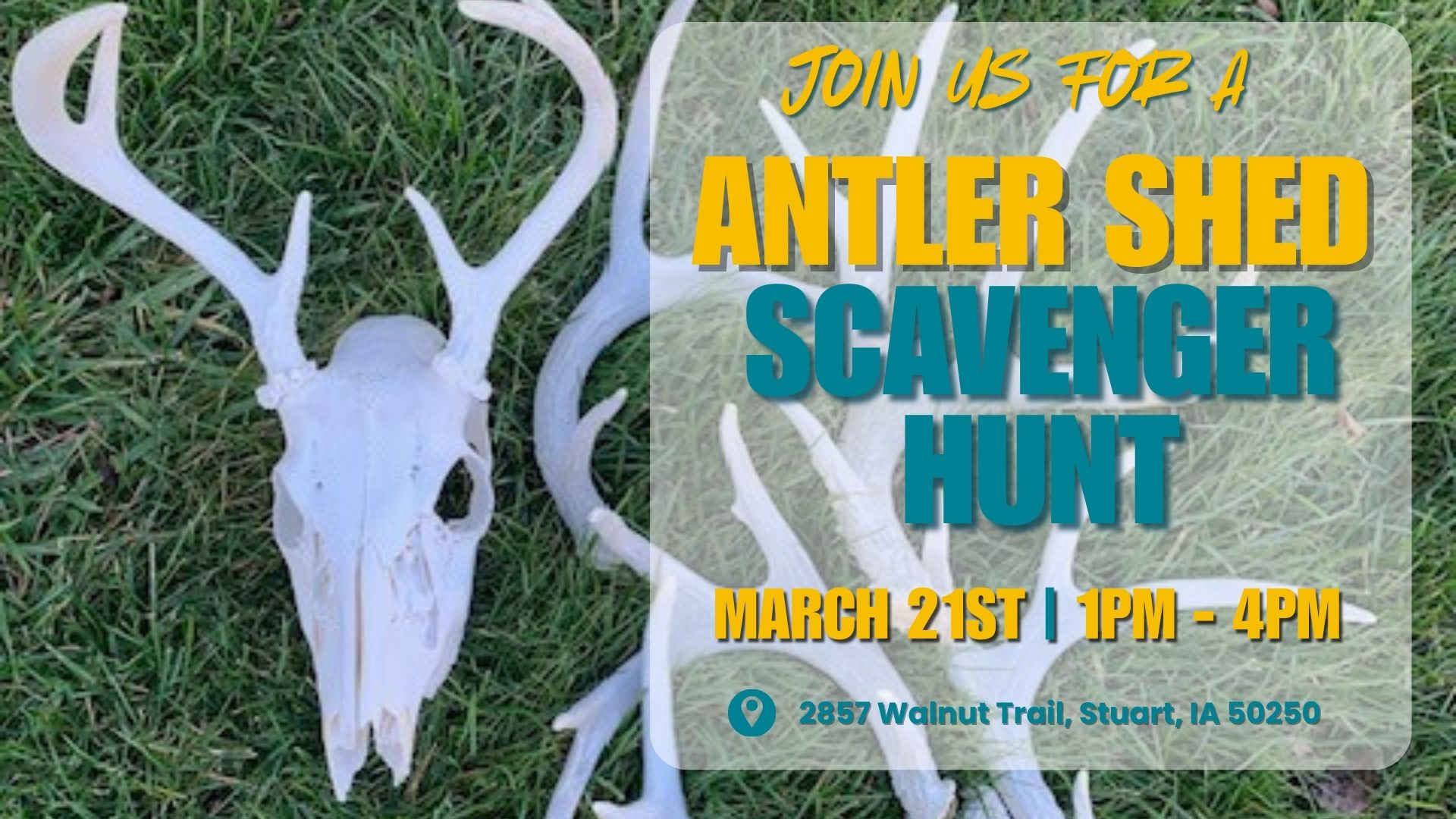 photo of deer head and antler skull with text that says: Join us for a Antler Shed Scavenger Hunt March 21st 1PM