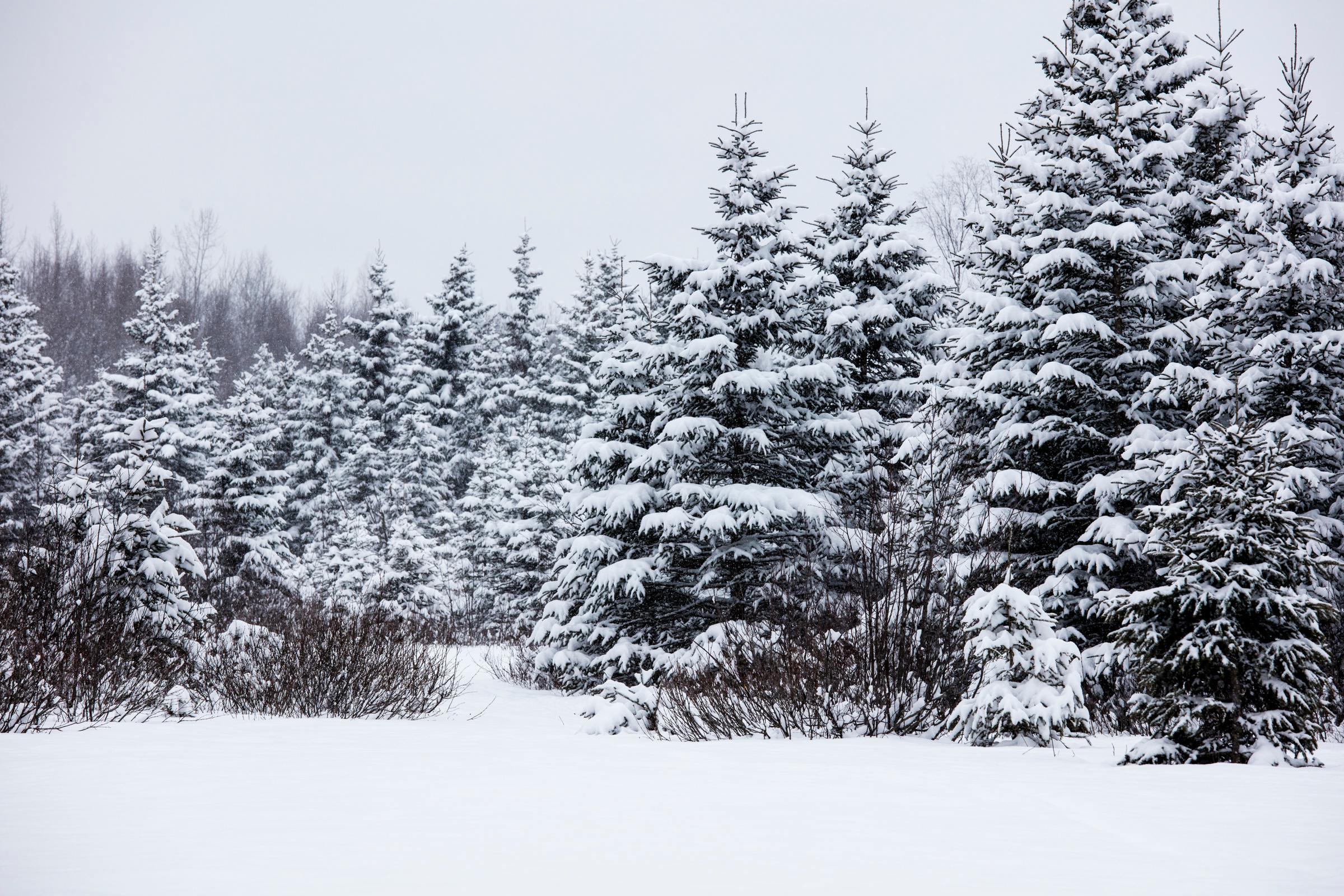 Snow covered pine forest