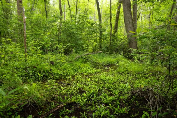 Bunched Arrowhead- Travelers Rest, SC