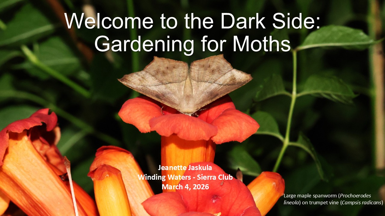 Welcome to the Dark Side: Gardening for Moths