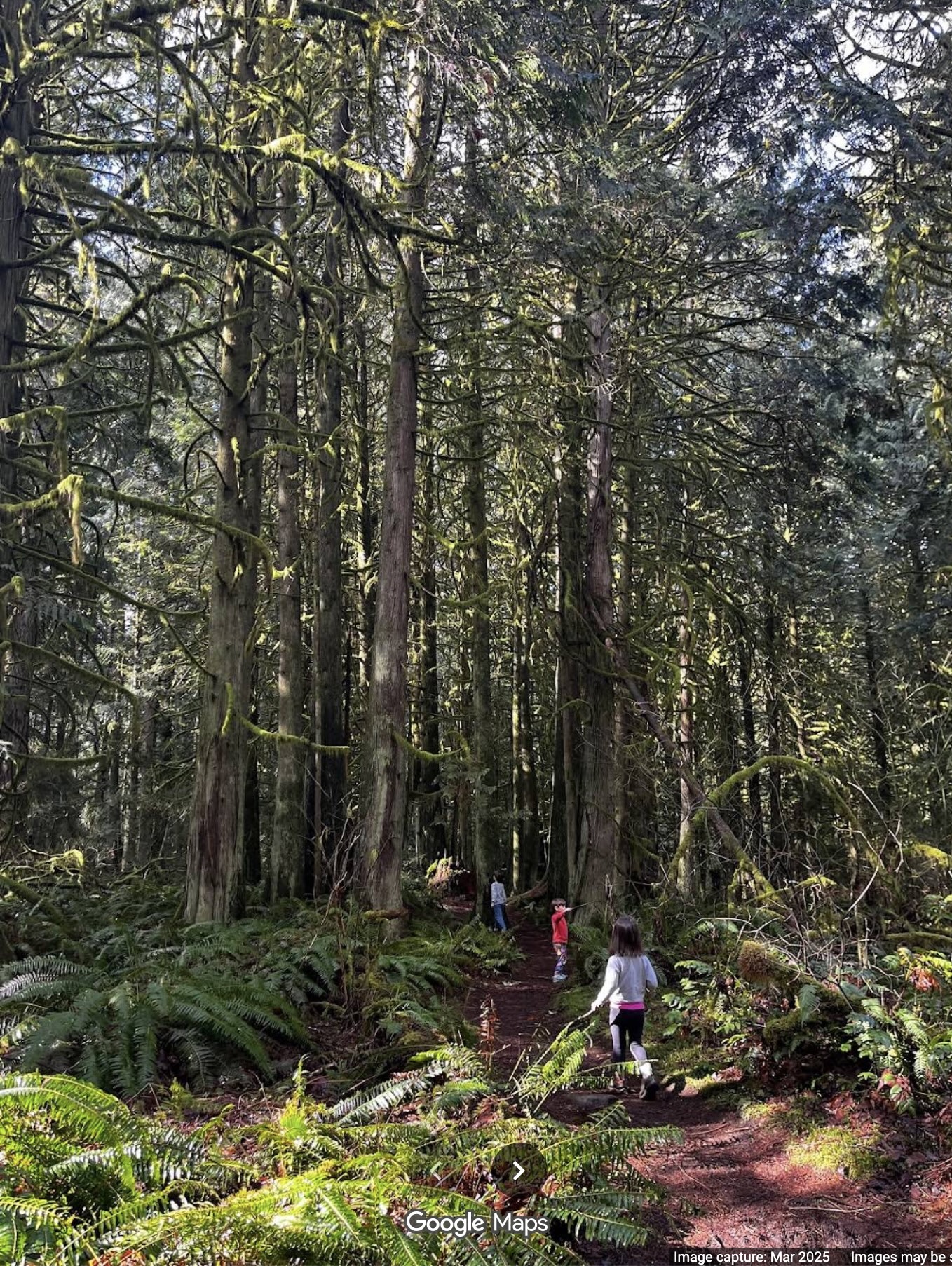 Walkers exploring Hooven Forest