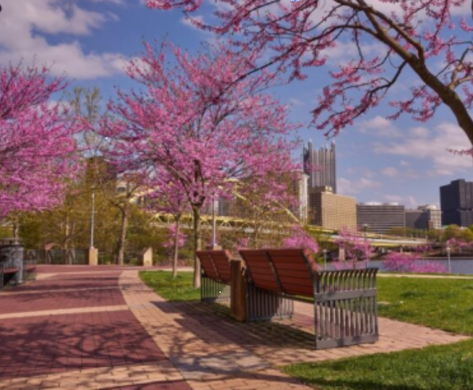 Walking trail with blooming rosebud trees