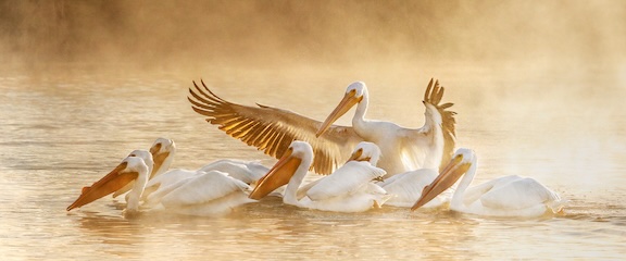 014_Thompson_pelicanembrace_Wings_Wonder_Water-1