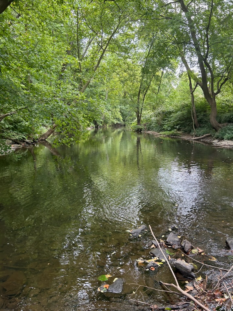 Wissahickon in Summer