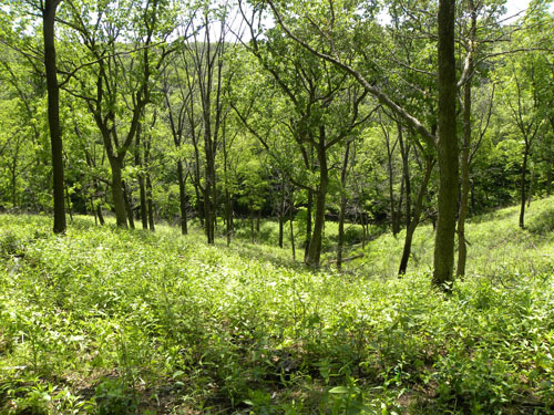 Singing Woods hill prairie