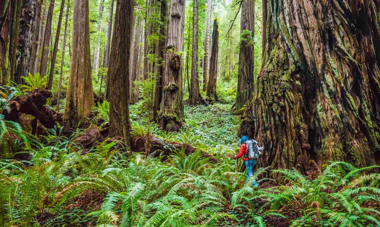 A red-clad hiker passes by a massive redwood tree in a dense grove, with hip-deep fern understory.