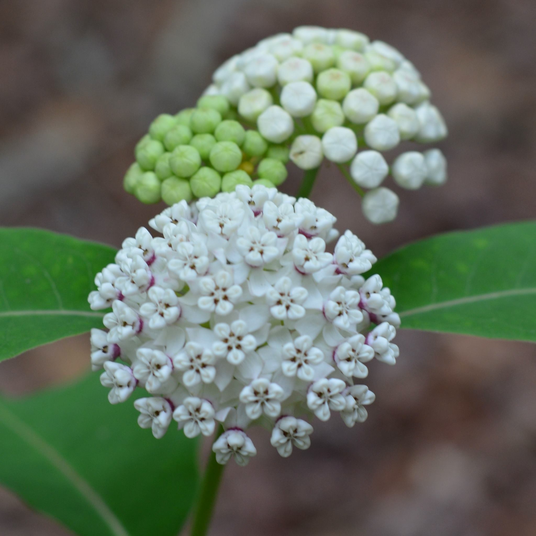 White Milkweed