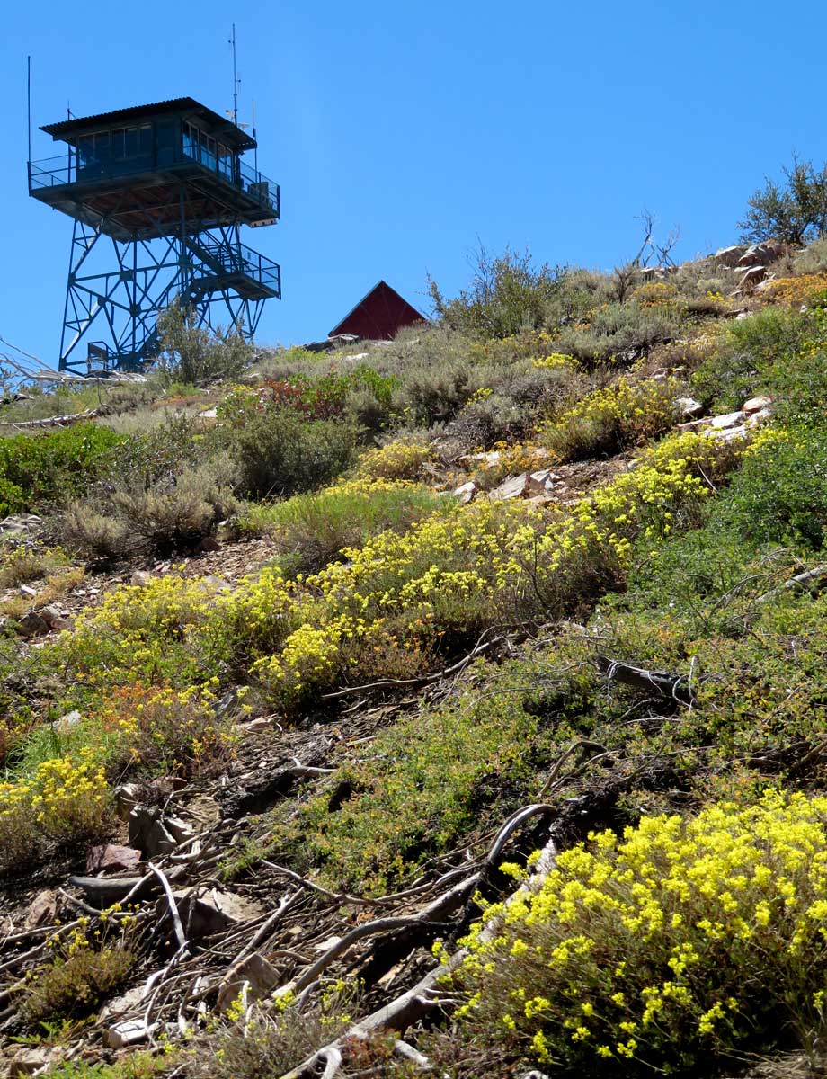 Fire lookout tower on Bald Mountain with sulfur buckwheat in the foreground.