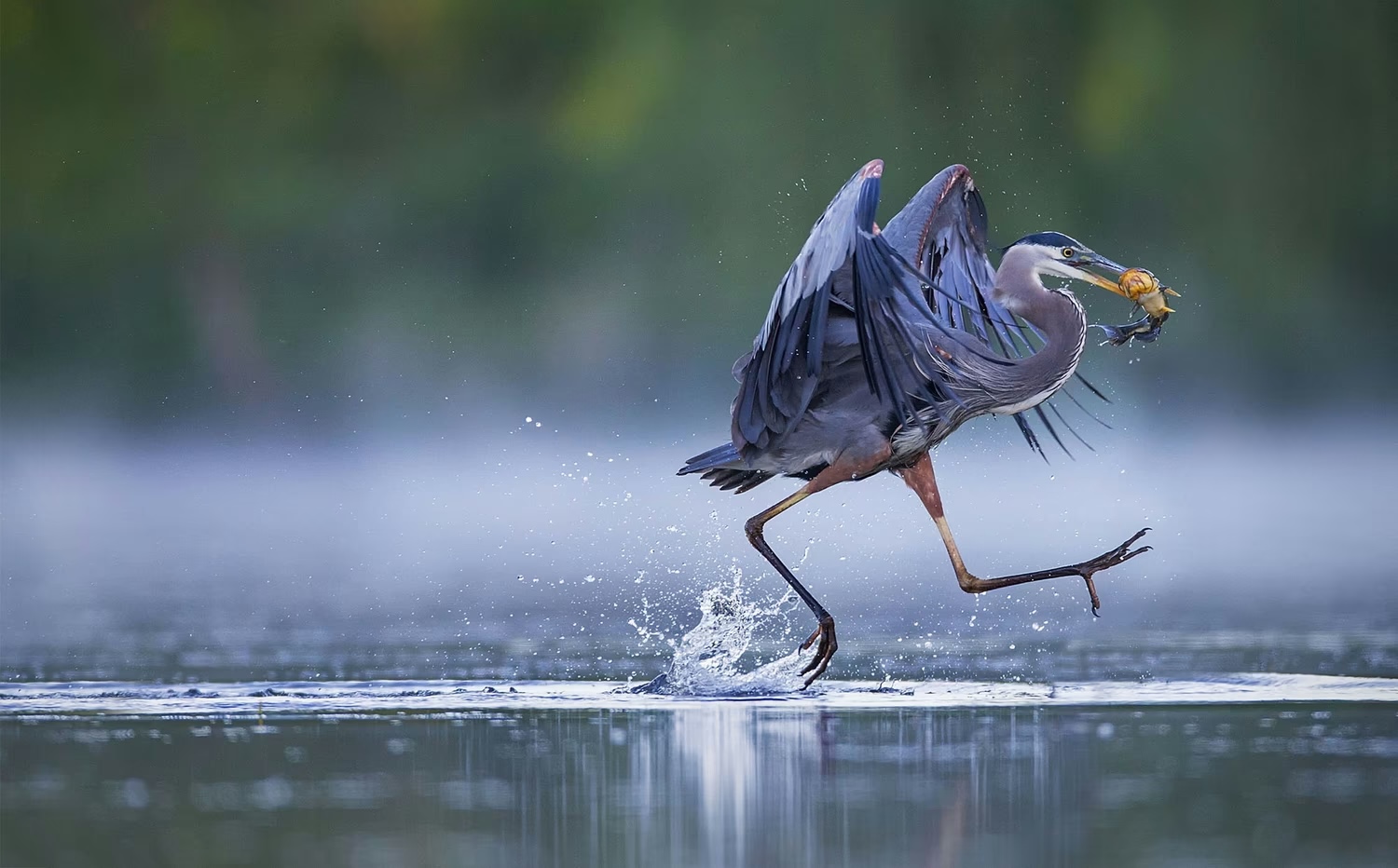 Great Blue Heron