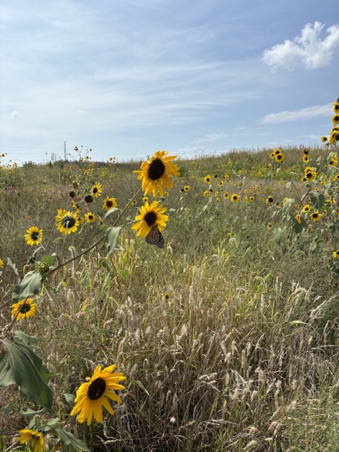 September sunflower and monarch at Strother Road