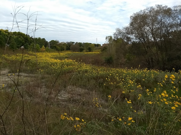 Field of Maximillian sunflowers in Hopkins Hollow