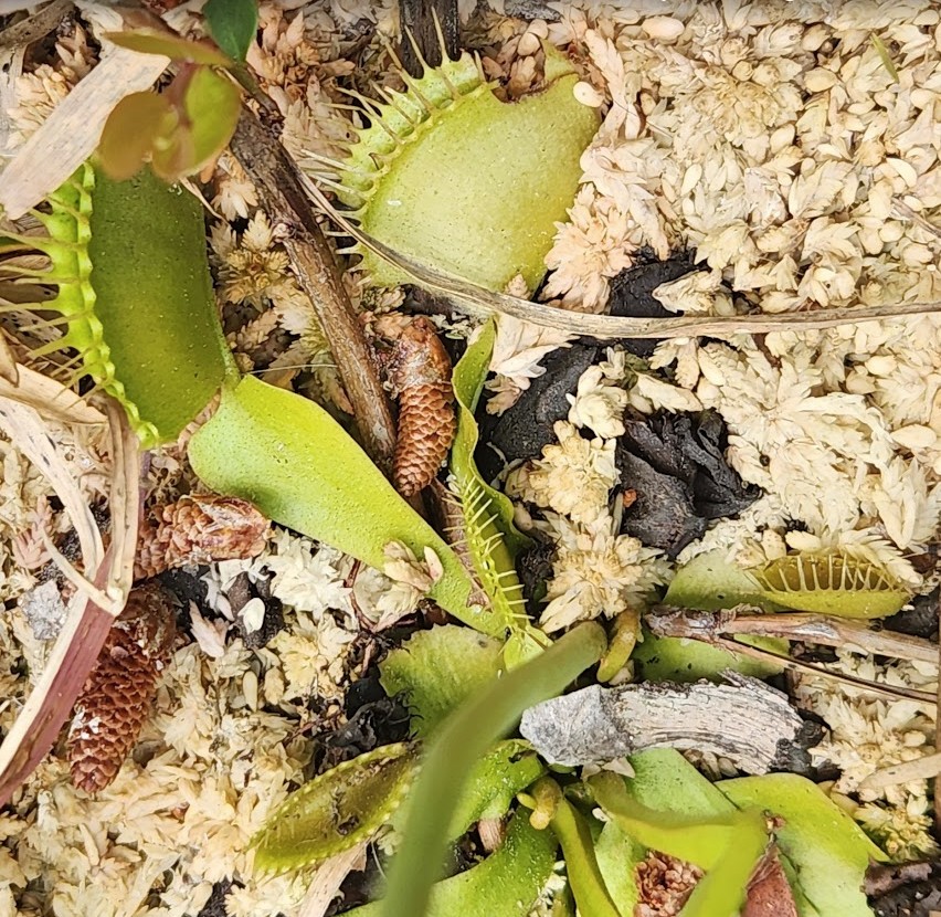 Wild Flytrap