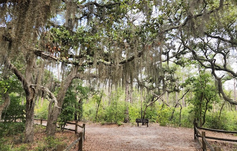 Live Oaks with Spanish Moss