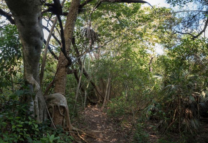 Trail in Hammock
