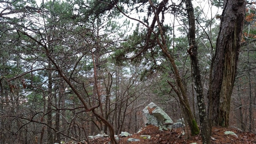 Ouachita Trail