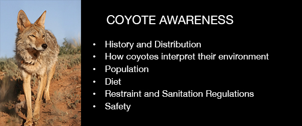 Coyote Baner