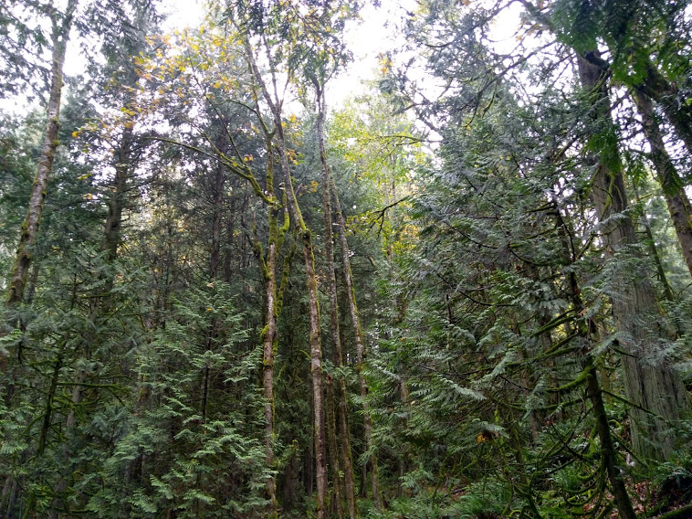 Forest at Stimpson Nature Reserve