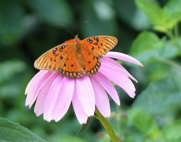 Gulf Frittiliary on Purple Coneflower