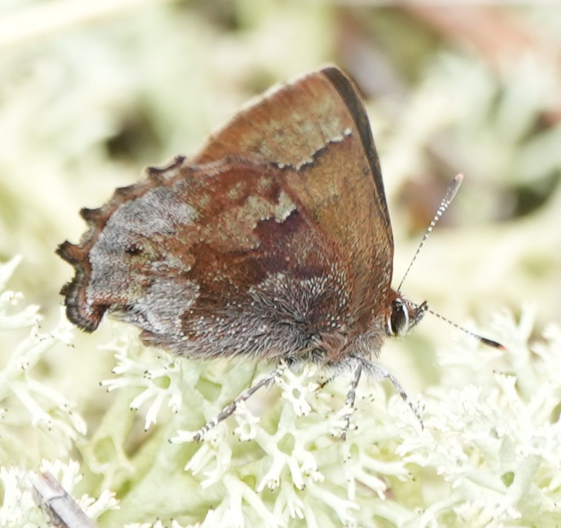 Frosted Elfin Butterfly