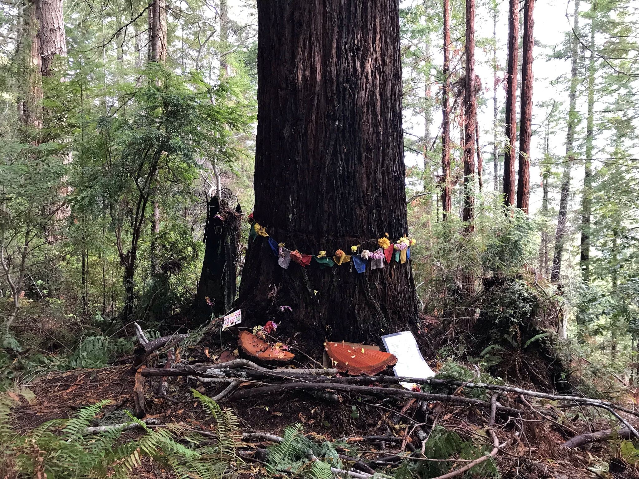 Large Redwood Tree decorated with flowers and signs