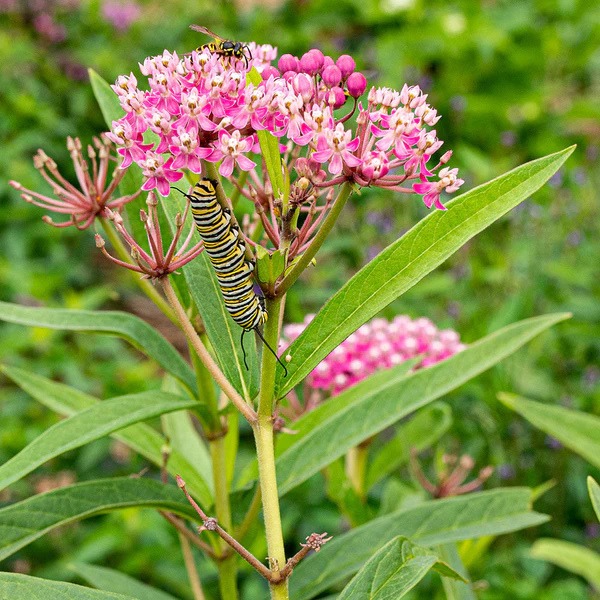 Monarch butterfly on milkweed plant