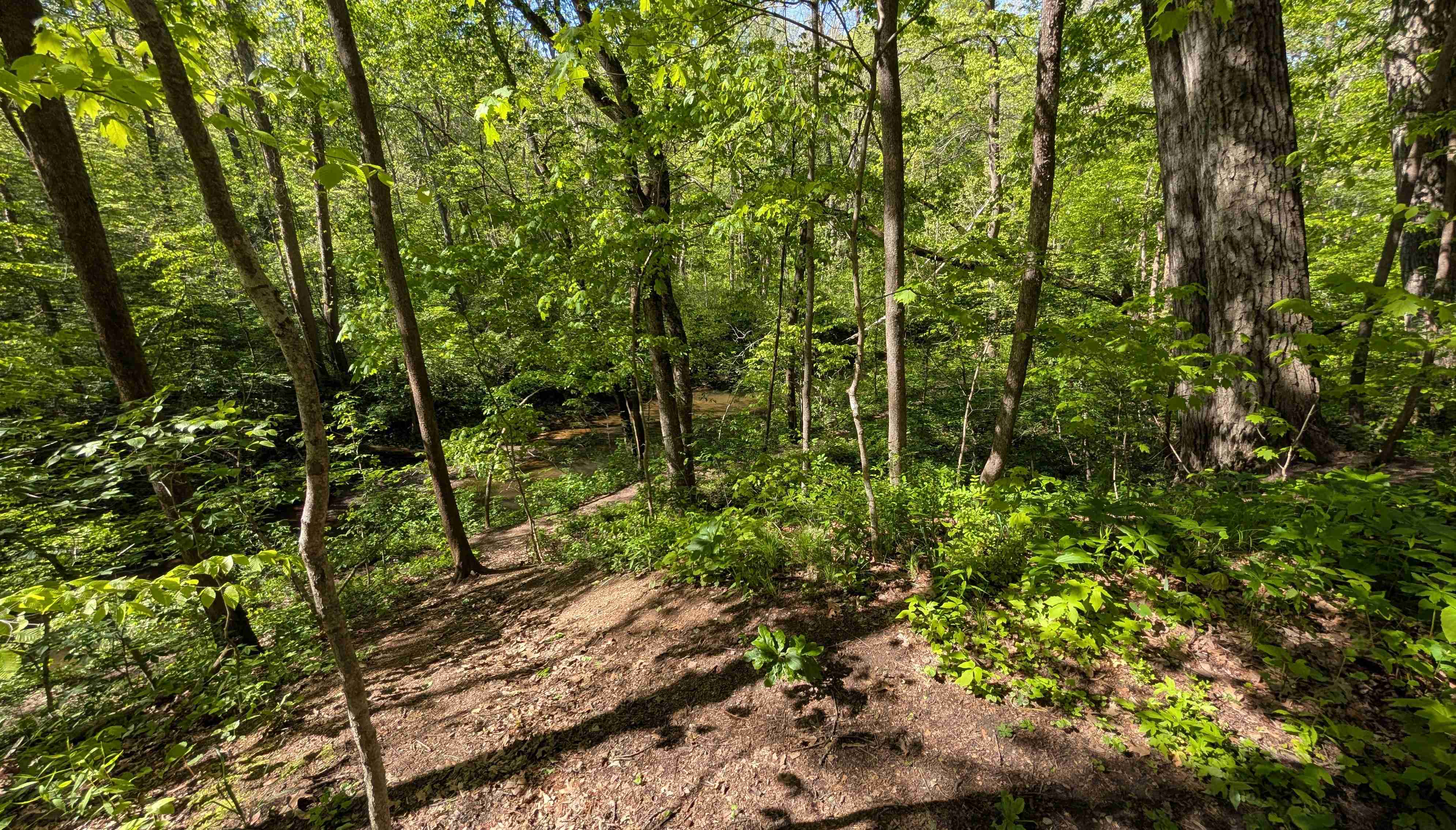 Hilly forested area with a ridge line trail