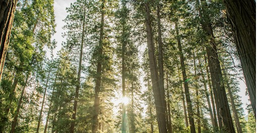 sun behind tall trees