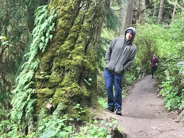 Moss and fern covered tree stump